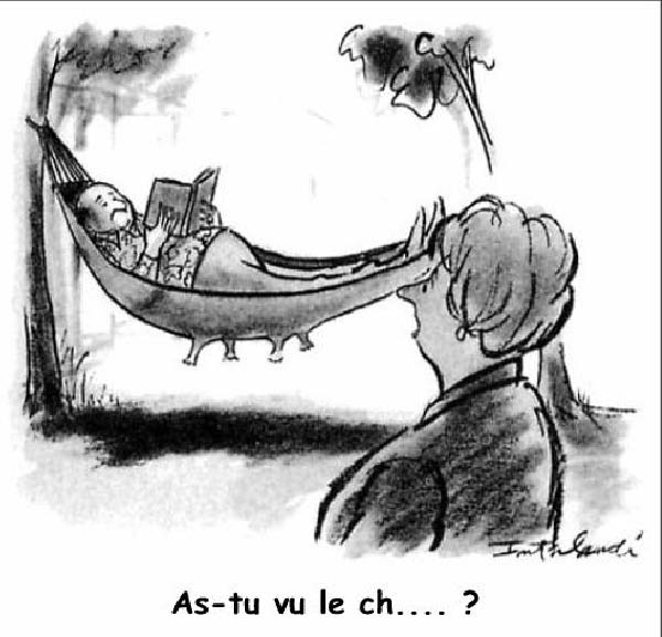 As-tu vu le chat-humourenvrac